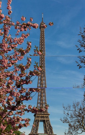 The iconic Eiffel Tower in Paris on a sunny spring day behind cherry blossoms