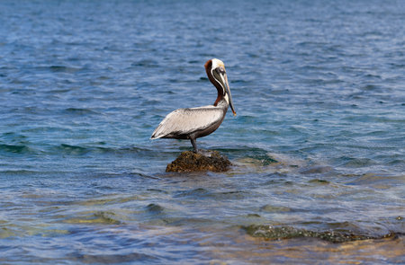 The brown pelican is widespread on the Martinique island and coastal waters, in French West Indies.の写真素材