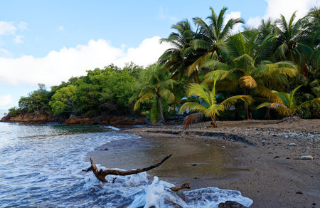The picturesque Caribbean beach , Martinique island, French West Indies.の写真素材