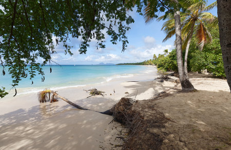 The picturesque Caribbean beach , Martinique island, French West Indies.の写真素材
