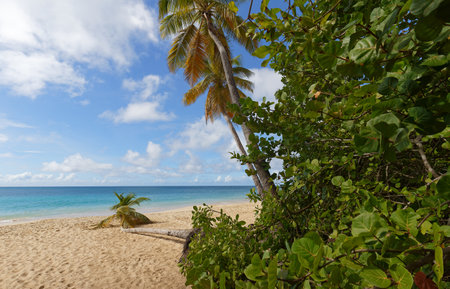 The picturesque Caribbean beach , Martinique island, French West Indies.の写真素材