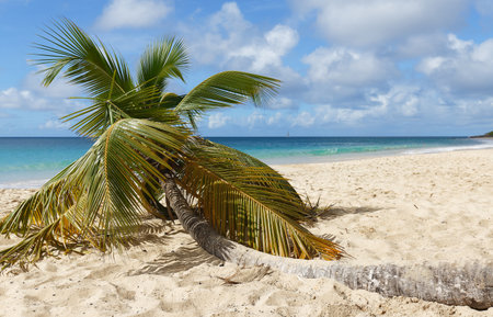 The picturesque Caribbean beach , Martinique island, French West Indies.の写真素材