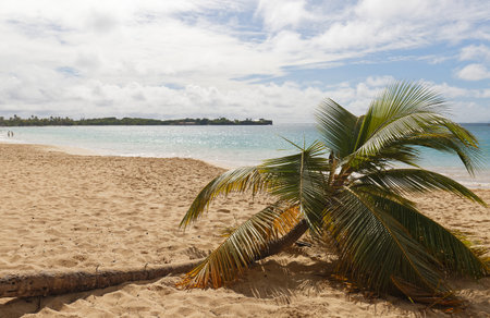 The picturesque Caribbean beach , Martinique island, French West Indies.の写真素材