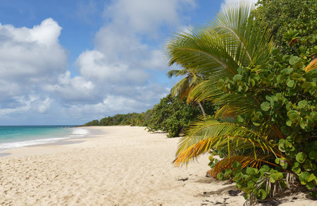 The picturesque Caribbean beach , Martinique island, French West Indies.の写真素材