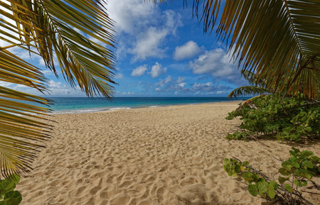 The picturesque Caribbean beach , Martinique island, French West Indies.の写真素材