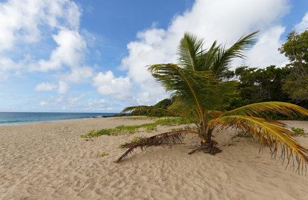The picturesque Caribbean beach , Martinique island, French West Indies.の写真素材