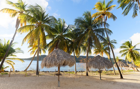 The picturesque Caribbean beach , Martinique island, French West Indies.の写真素材