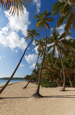 The picturesque Caribbean beach , Martinique island, French West Indies.の写真素材