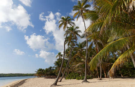 The picturesque Caribbean beach , Martinique island, French West Indies.の写真素材