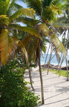 The picturesque Caribbean beach , Martinique island, French West Indies.の写真素材