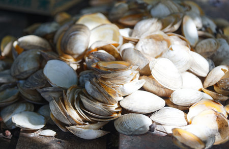 Close up of a pile of empty shells .の写真素材
