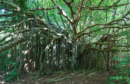 Giant Ficus citrifolia ,also known as the shortleaf fig, giant bearded fig or wild banyantree in Cap Chevalier, Martinique tropical island.の写真素材