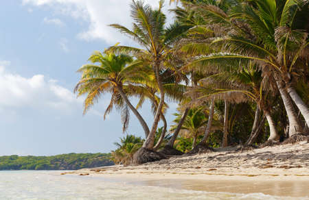 The picturesque Caribbean beach , Martinique island, French West Indies.の写真素材