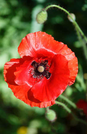 bright beautiful red poppy flower blooming in the gardenの写真素材
