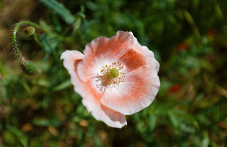 bright beautiful pink poppy flower blooming in the gardenの写真素材