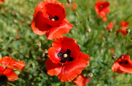 bright beautiful red poppy flowers blooming in the gardenの写真素材