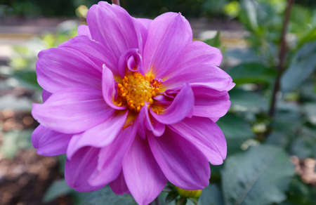 The close-up of beautiful Dahlia flower .の写真素材