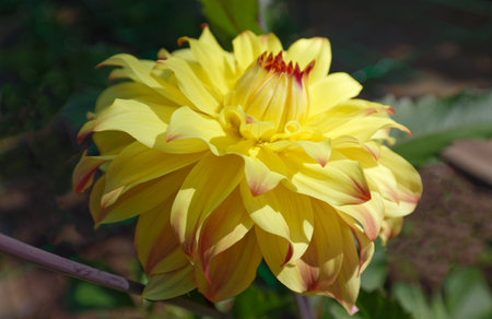 The close-up of beautiful yellow Dahlia flower .の写真素材