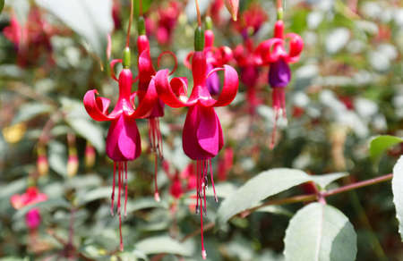 Fairy purple and pale pink Fuschia hanging in the garden. Close up, macro, soft focus, beautiful flowers in nature outdoor.の写真素材