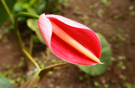 Red anthurium also known as tailflower, flamingo flower and laceleaf.の写真素材