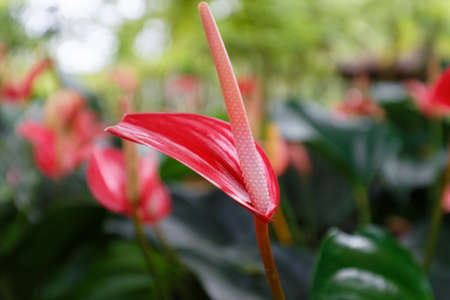 Red anthurium also known as tailflower, flamingo flower and laceleaf.