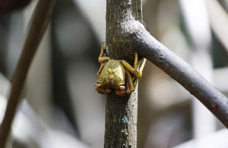 Tropical yellow caribbean crab in mangrove forest- Martinique islandの写真素材