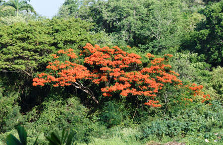 Flamboyant Tree, Trois Ilets village , Martiniqueの写真素材