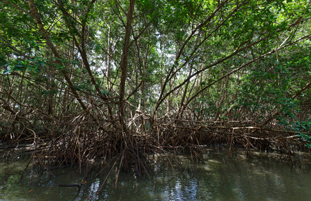 Mangrove forest in Martinique island, French West Indiesの写真素材