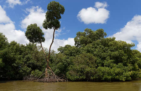 Mangrove forest in Martinique island, French West Indiesの写真素材