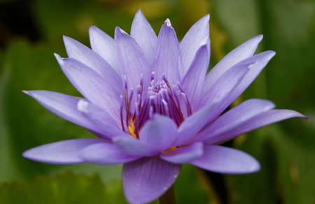 Close up of blooming blue water lily flower with shallow depth of field and selective focusingの写真素材