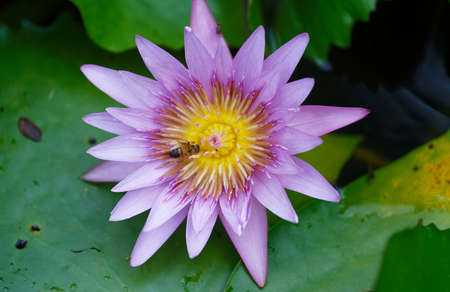 Close up of blooming blue water lily flower seen in Martinique island, French West Indies.の写真素材
