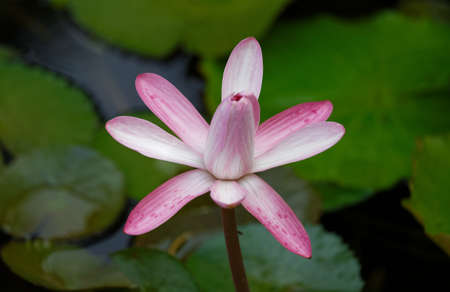 Close up of pink water lily flower seen in Martinique island, French West Indies.の写真素材