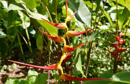 Heliconia Psittacorum Latispatha- the extended lobster claw flower seen in Martinique island.の写真素材