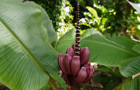 Banana flower - The teardrop-shaped purple flower at the end of the banana fruit cluster in a banana tree is called as banana heart. Martinique island.の写真素材