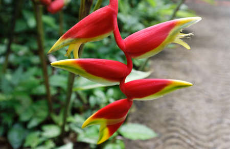 Heliconia Psittacorum Latispatha- the extended lobster claw flower seen in Martinique island.の写真素材