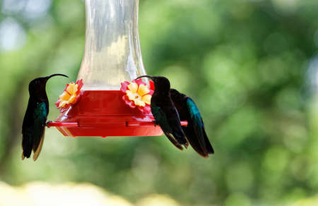 The Humming birds , colibris seen on Martinique island.の写真素材