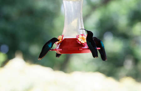The Humming birds , colibris seen on Martinique island.の写真素材