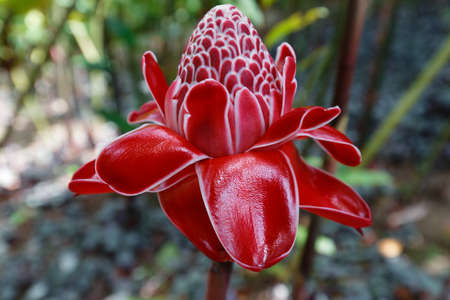 The Torch ginger flower, seen in Martinique, French West Indies.の写真素材