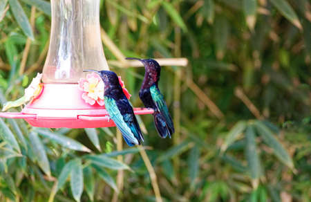 The Humming birds , colibris seen on Martinique island.の写真素材