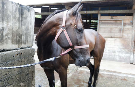 Brown stallion. Portrait of a sports brown horse. Riding on a horse. Thoroughbred horse.の写真素材