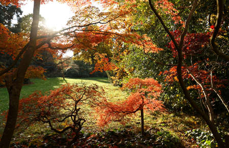 Autumn. Fall scene. Beautiful Autumnal park. Beauty nature scene. Autumn landscape, Trees and Leaves, foggy forest in Sunlight Raysの写真素材