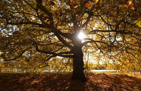 Autumn. Fall scene. Beautiful Autumnal park. Beauty nature scene. Autumn landscape, Trees and Leaves, forest in Sunlight Raysの写真素材