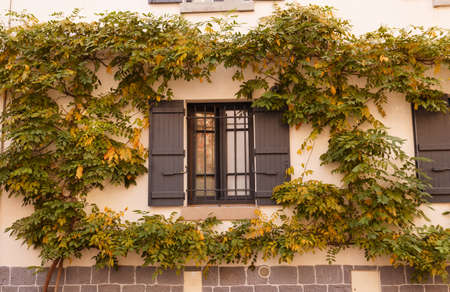 A wooden frame of a country house in the autumn leaves of wild grapesの写真素材
