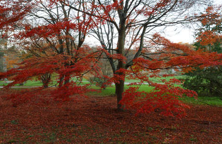 Autumn. Fall scene. Beautiful Autumnal park. Beauty nature scene. Autumn landscape, Trees and Leaves, forest .の写真素材