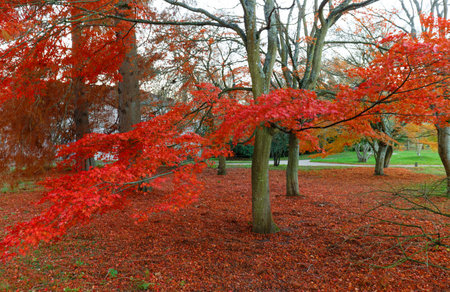 Autumn. Fall scene. Beautiful Autumnal park. Beauty nature scene. Autumn landscape, Trees and Leaves, forest .の写真素材