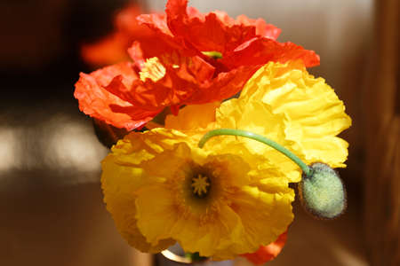 Full bloom Pink yellow white orange and Red Poppy Flowers.の写真素材