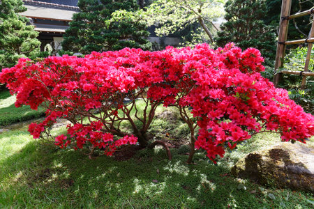 Rhododendron blooming flowers in the spring garden. Beautiful red Rhododendron tree with flowersの写真素材
