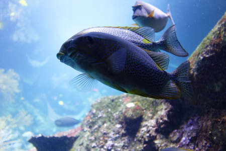Giant grouper or brown spotted grouper fish swimming under green sea water .の写真素材
