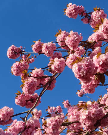 Branch of the cherry blossoms against the blue sky .の写真素材