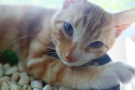 close up head of an red tabby cat with green eyesの写真素材